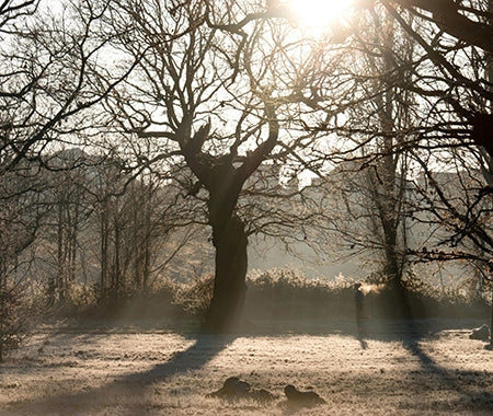 Winter Landschaft Wald Schnee